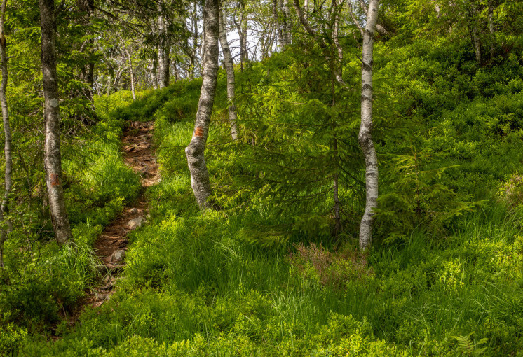 Fra Global Naturavtale til lokal planvask