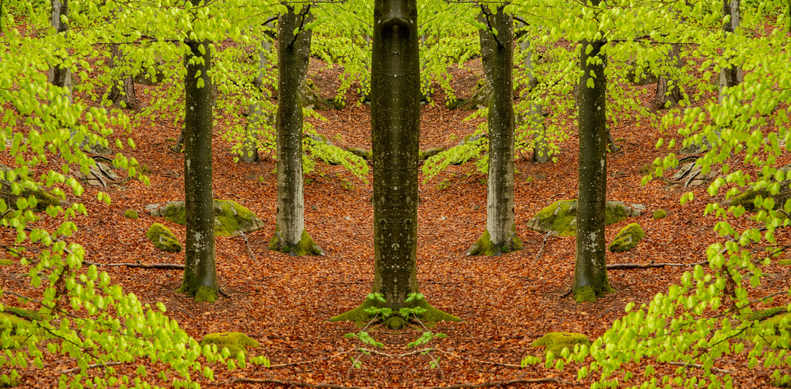 Skog