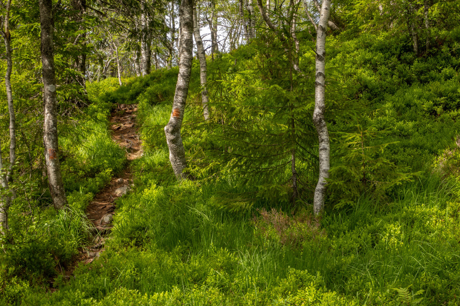 Sti i bjørkeskog