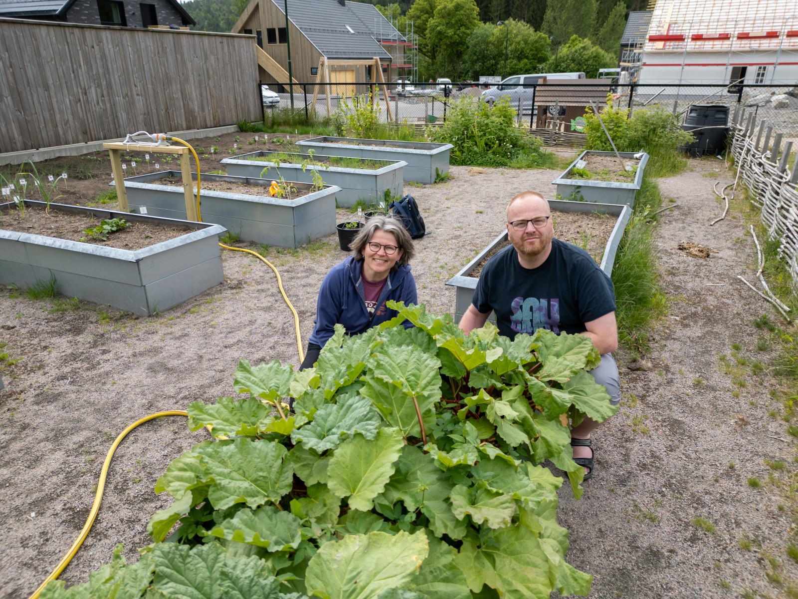 Sigurd og Liv ved en plantekasse full av rabarbara