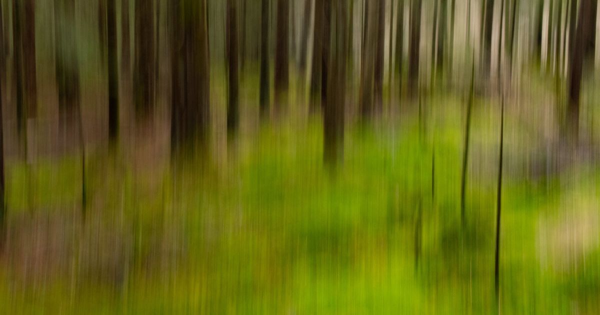Utydelig bilde fra en skog med grønn skogsbunn.
